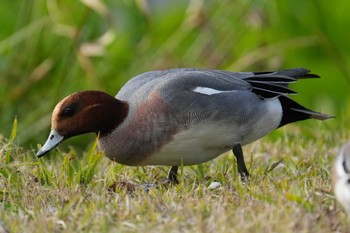 Eurasian Wigeon 江津湖 Sun, 2/11/2024