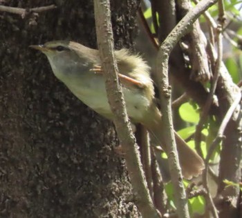 Japanese Bush Warbler 麻機遊水地 Wed, 3/27/2024