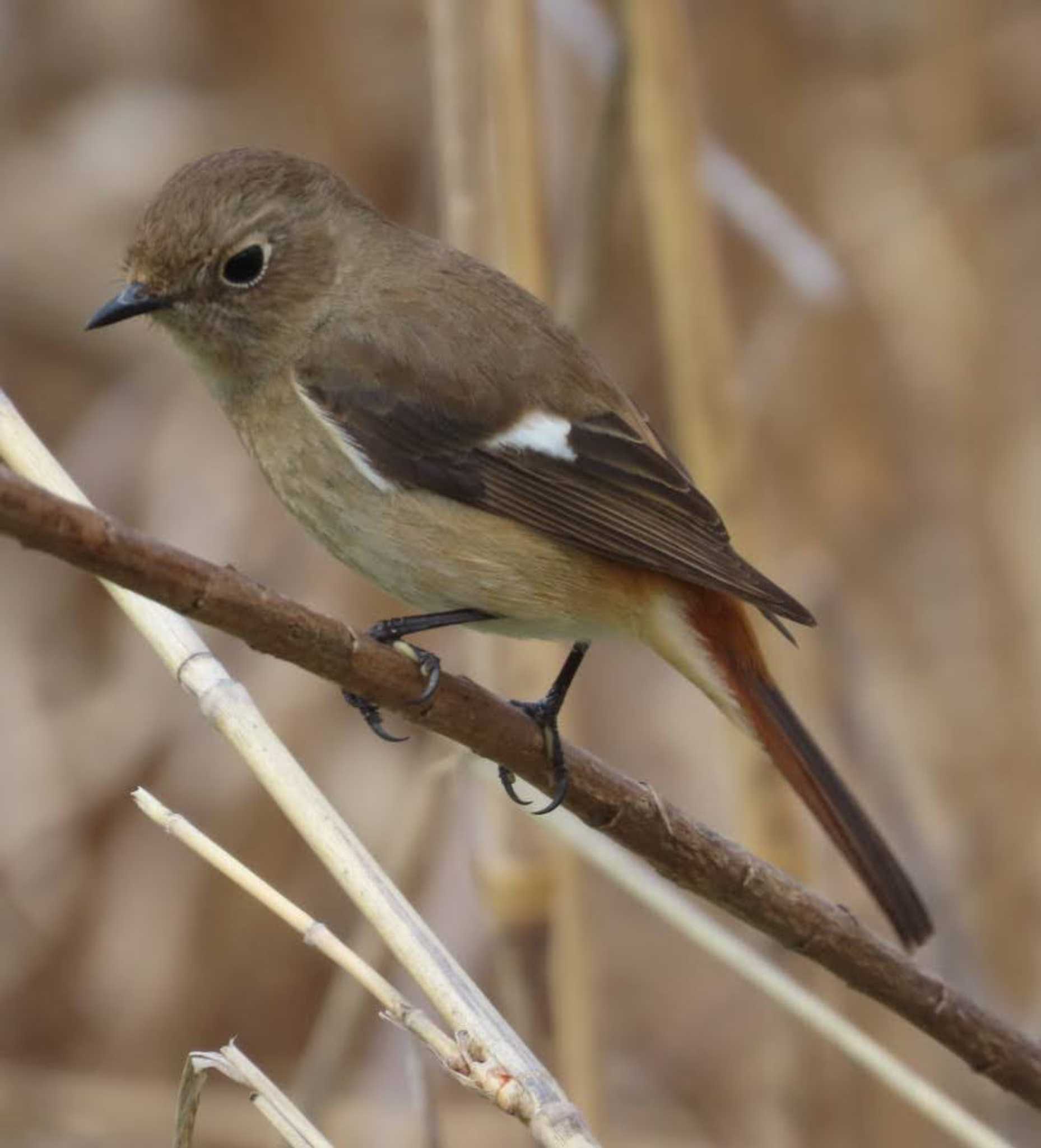 Photo of Daurian Redstart at 麻機遊水地 by 生き物好きのY