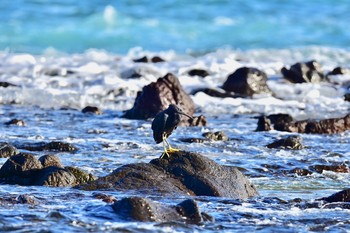 Pacific Reef Heron 静岡県下田市板戸浜 Mon, 9/3/2018