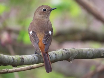 Daurian Redstart 麻機遊水地 Wed, 3/27/2024