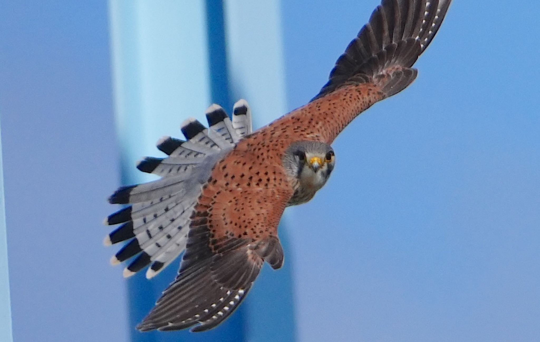 Photo of Common Kestrel at 淀川河川敷 by アルキュオン