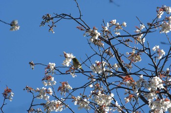 Warbling White-eye 和田堀公園 Wed, 3/27/2024