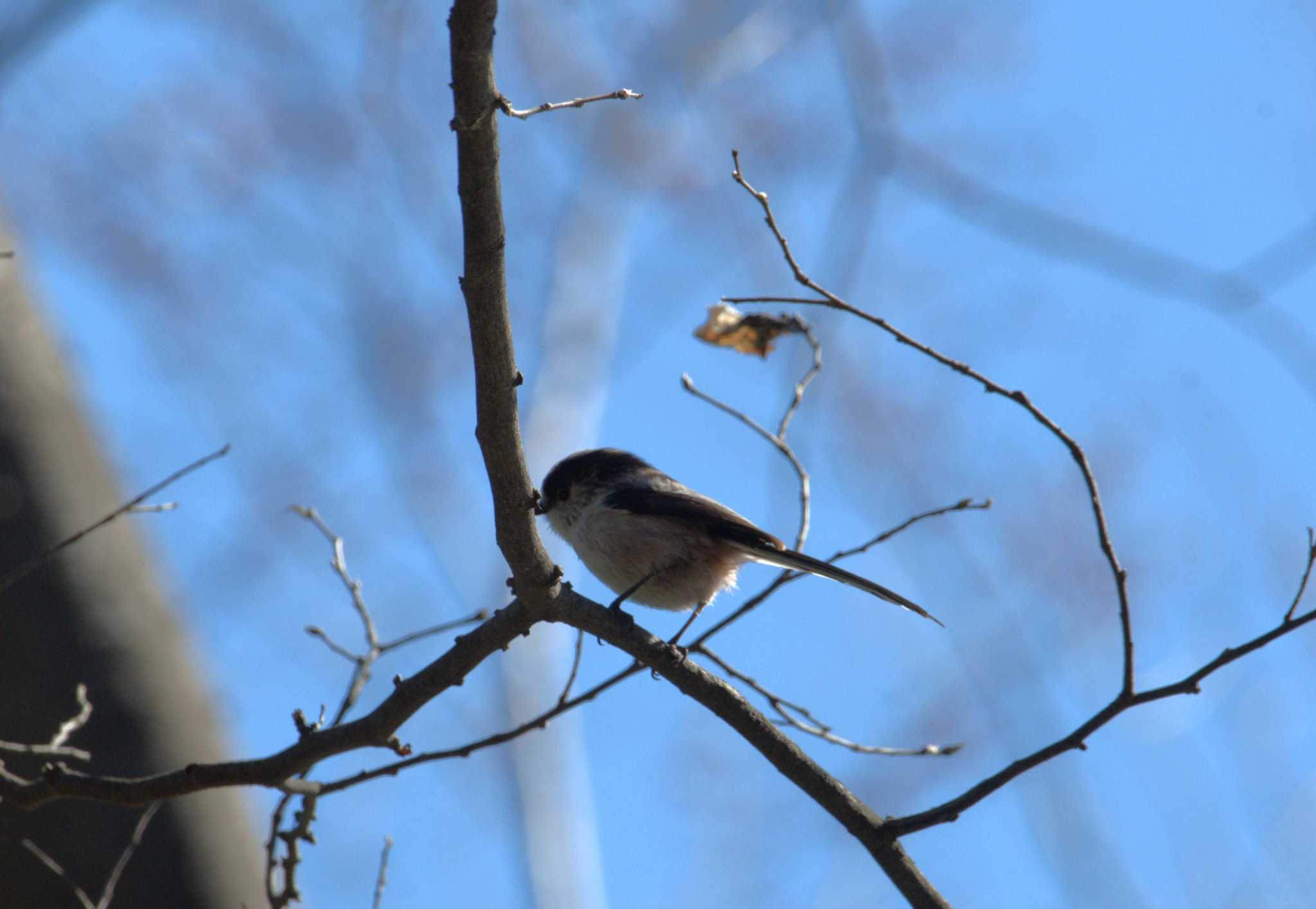 Photo of Long-tailed Tit at 和田堀公園 by morinokotori