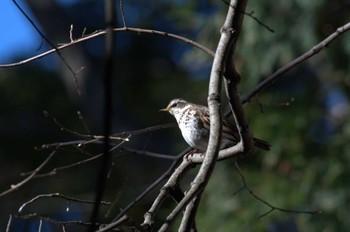 Dusky Thrush 和田堀公園 Wed, 3/27/2024