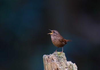 Eurasian Wren 東京都 Wed, 3/20/2024