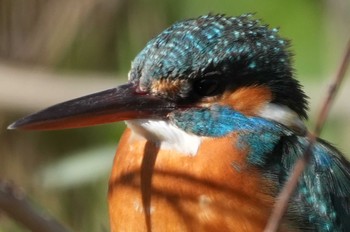 Wed, 3/27/2024 Birding report at 多摩川