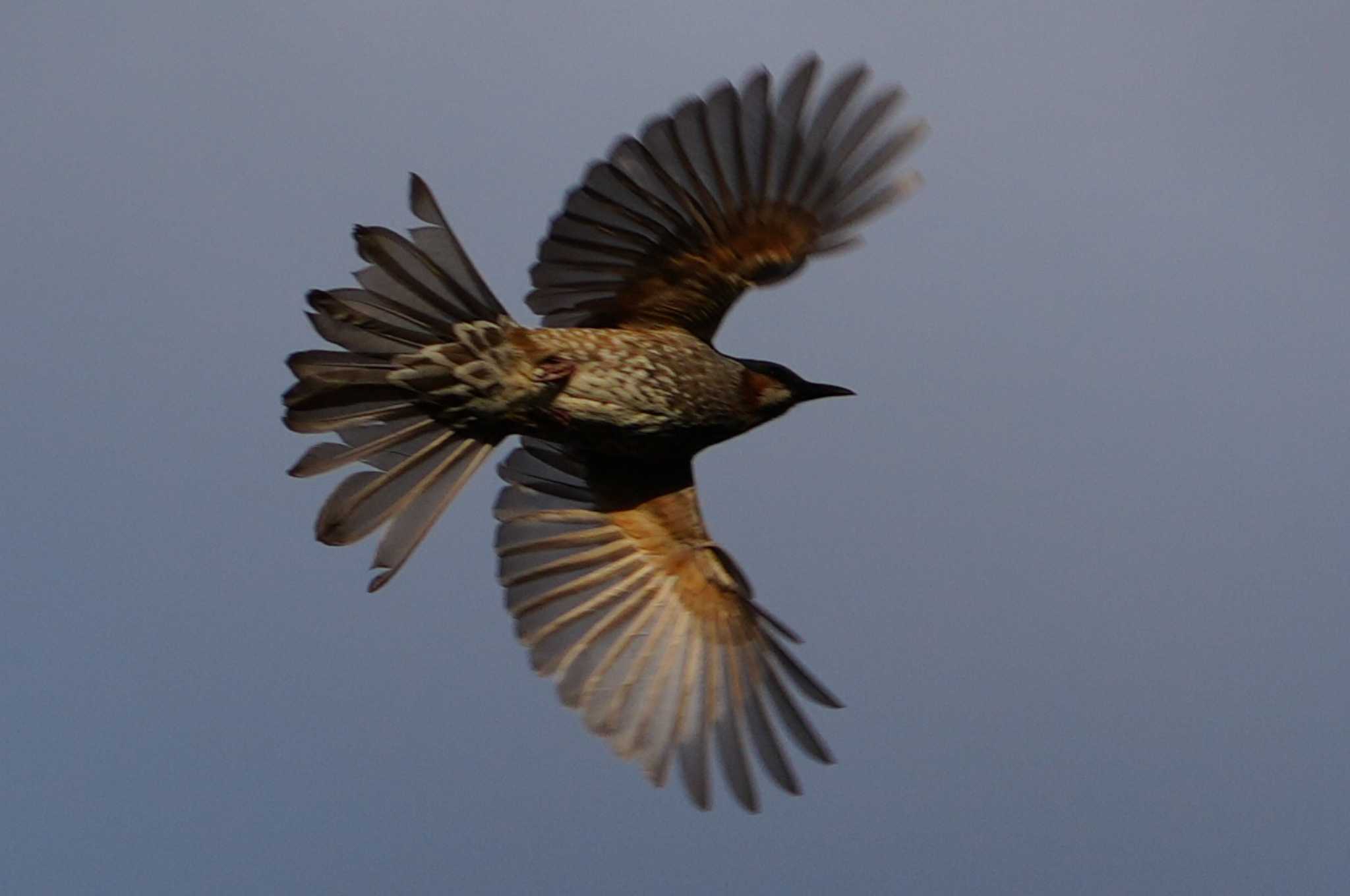 Brown-eared Bulbul