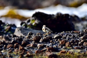 Siberian Sand Plover 静岡県下田市板戸浜 Thu, 9/6/2018