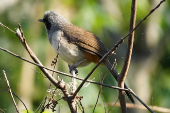 カオグロガビチョウ 多摩川 2024年3月27日(水)