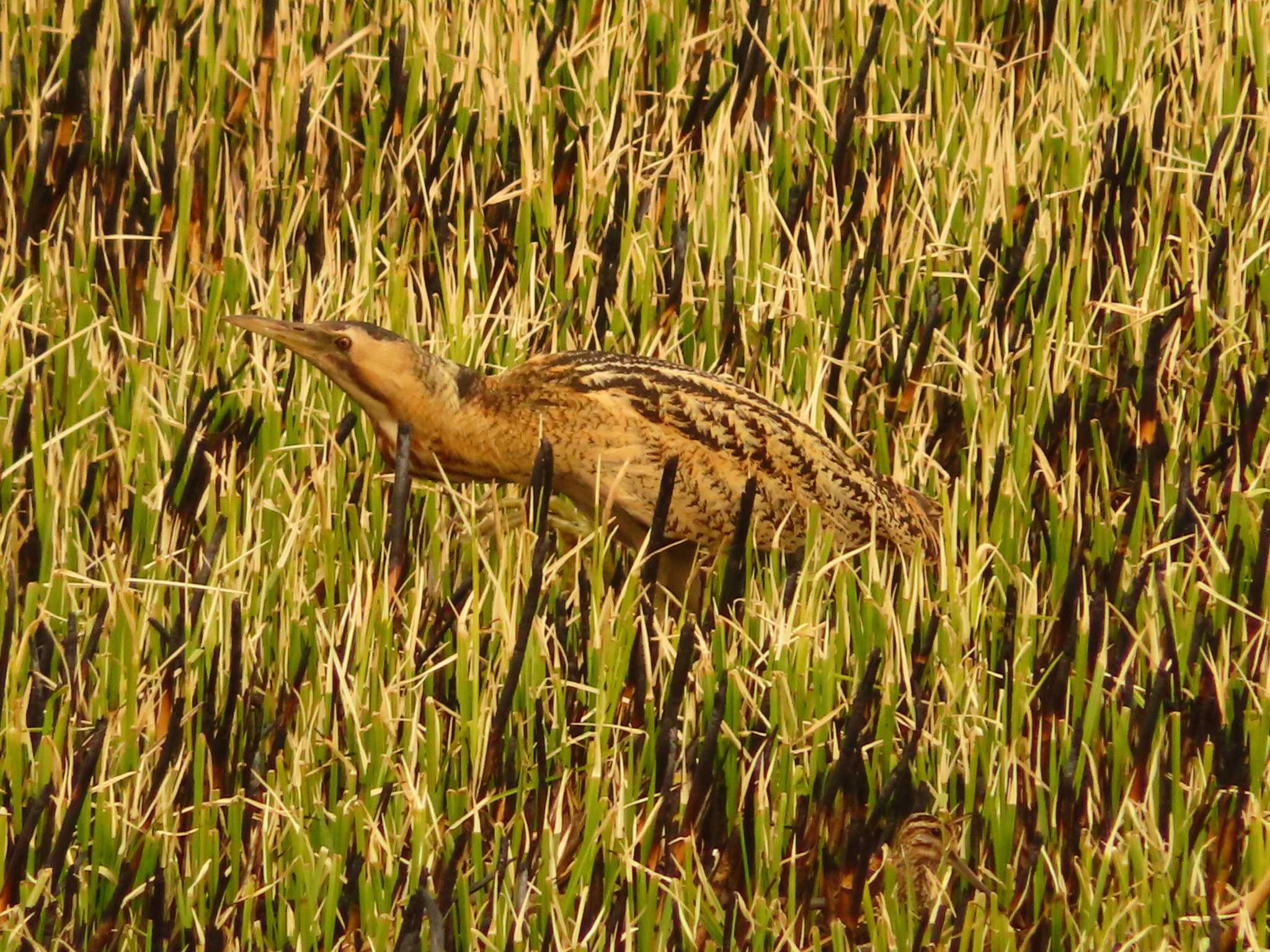 Photo of Eurasian Bittern at Watarase Yusuichi (Wetland) by ゆ