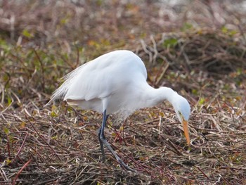 Great Egret 江津湖 Sat, 3/9/2024