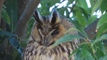 Wed, 3/27/2024 Birding report at 岐阜県