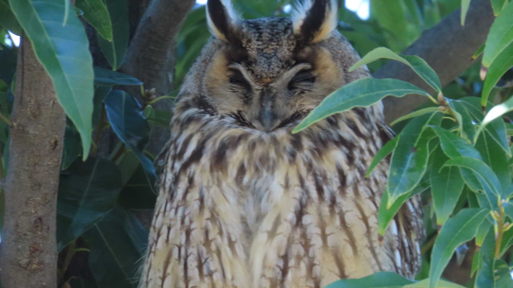 Photo of Long-eared Owl at 岐阜県 by ザキ