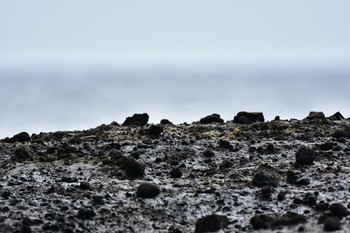 Red-necked Stint 静岡県下田市板戸浜 Thu, 9/6/2018