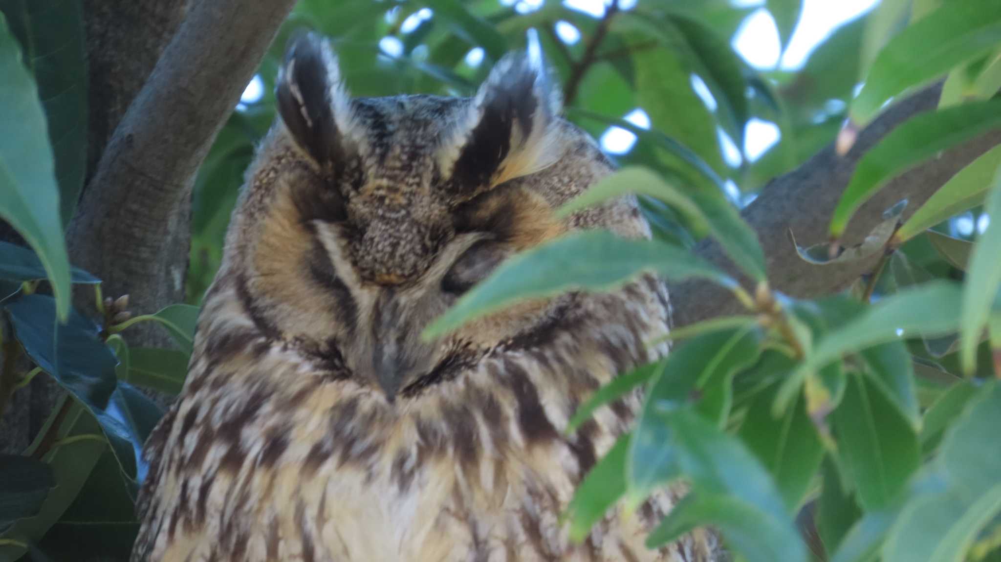 Long-eared Owl