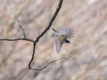 Red-flanked Bluetail 高崎自然の森 Sun, 3/24/2024