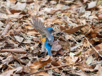 Red-flanked Bluetail 高崎自然の森 Sun, 3/24/2024