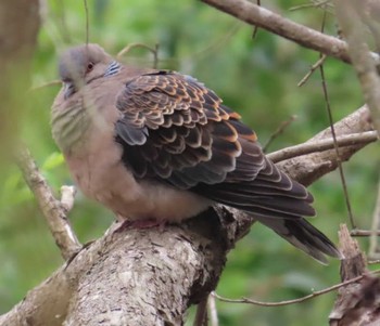 Oriental Turtle Dove 麻機遊水地 Wed, 3/27/2024