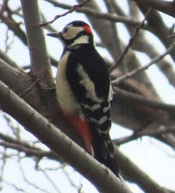 Great Spotted Woodpecker 麻機遊水地 Wed, 3/27/2024