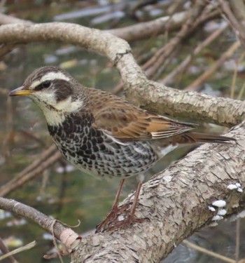 Dusky Thrush 麻機遊水地 Wed, 3/27/2024