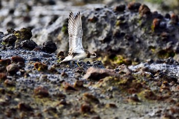 Siberian Sand Plover 静岡県下田市板戸浜 Mon, 9/3/2018