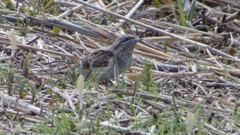 Eurasian Wryneck 奈良県 Wed, 3/27/2024