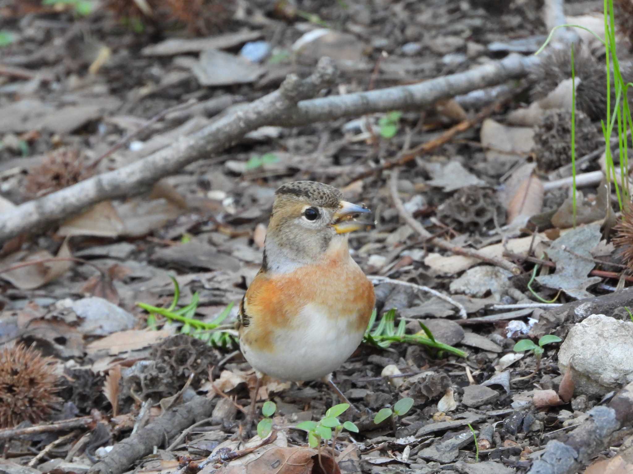 Brambling