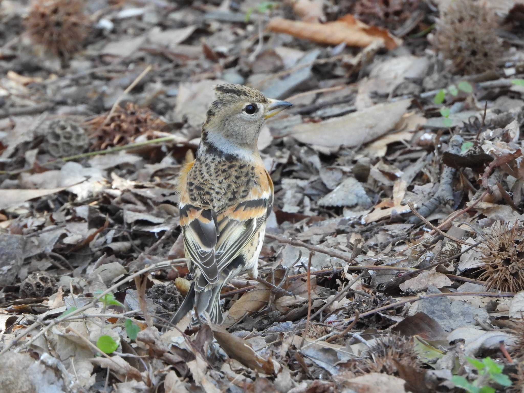 Brambling