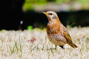 ハチジョウツグミ 場所が不明 2024年3月21日(木)