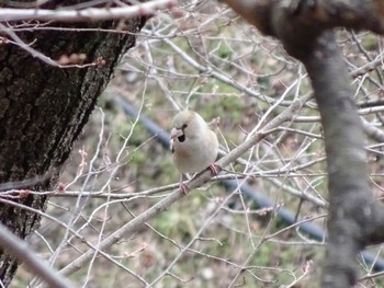 Hawfinch 上田城跡公園 Wed, 3/27/2024