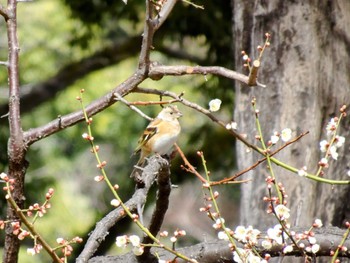 Wed, 3/27/2024 Birding report at 上田城跡公園