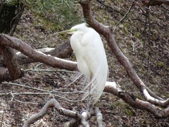 Great Egret 上田城跡公園 Wed, 3/27/2024