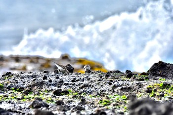 Red-necked Stint 静岡県下田市板戸浜 Thu, 9/6/2018