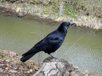 Carrion Crow 上田城跡公園 Wed, 3/27/2024