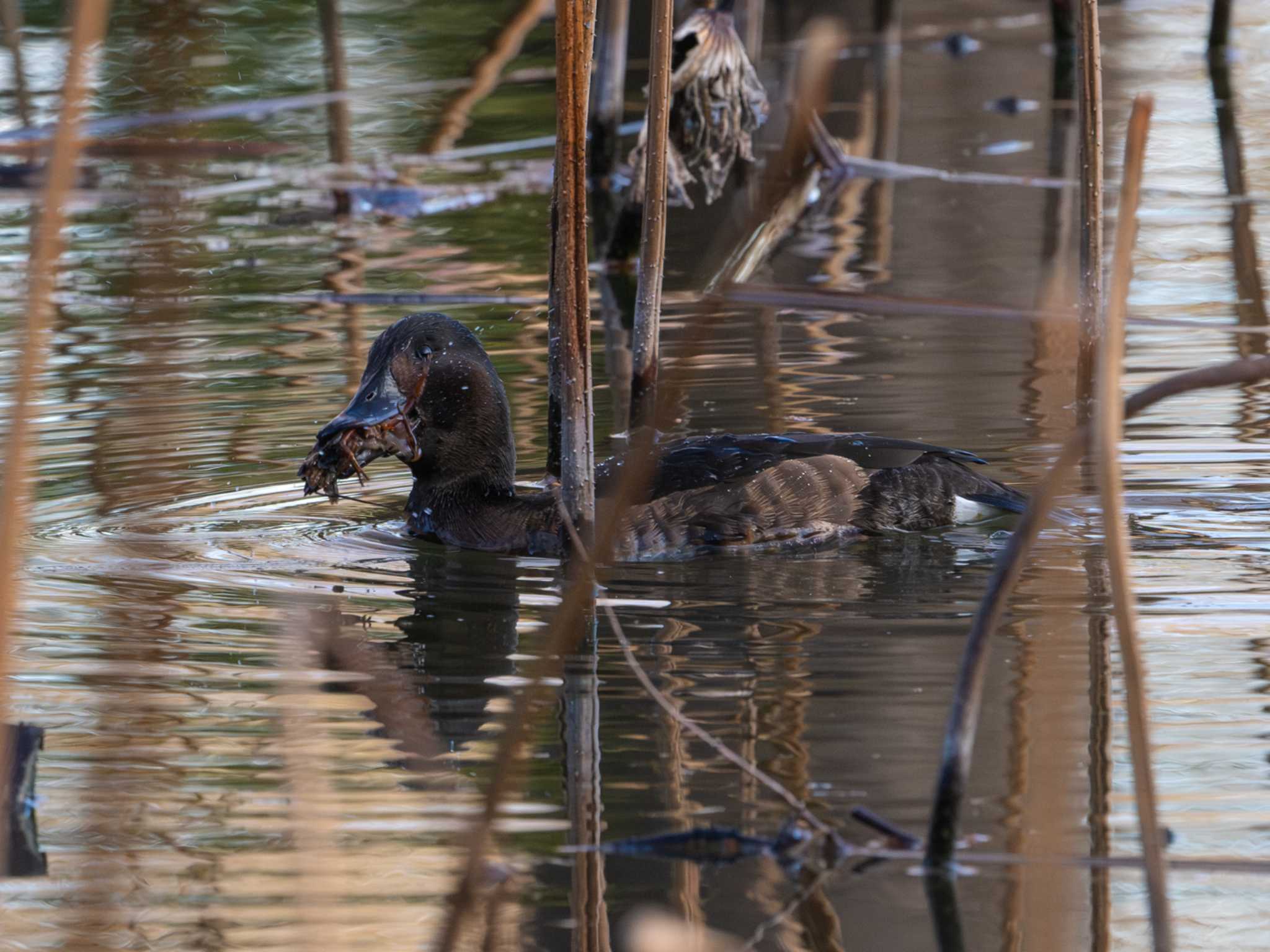 Baer's Pochard