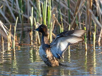 Baer's Pochard Mizumoto Park Wed, 3/27/2024