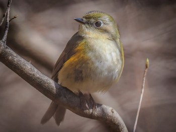 Red-flanked Bluetail 西宮市 広田神社 Fri, 3/22/2024