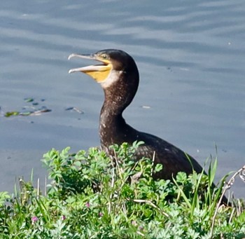 Great Cormorant 長津川ふれあい広場 Wed, 3/27/2024