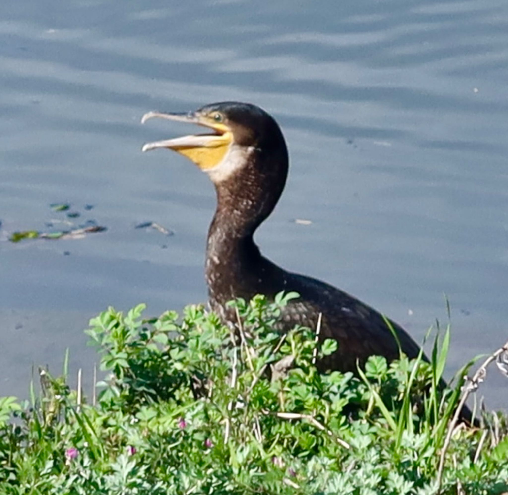 Great Cormorant