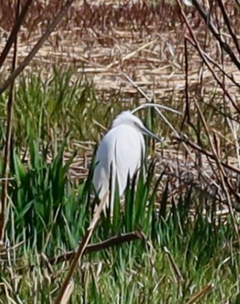 Little Egret 長津川ふれあい広場 Wed, 3/27/2024