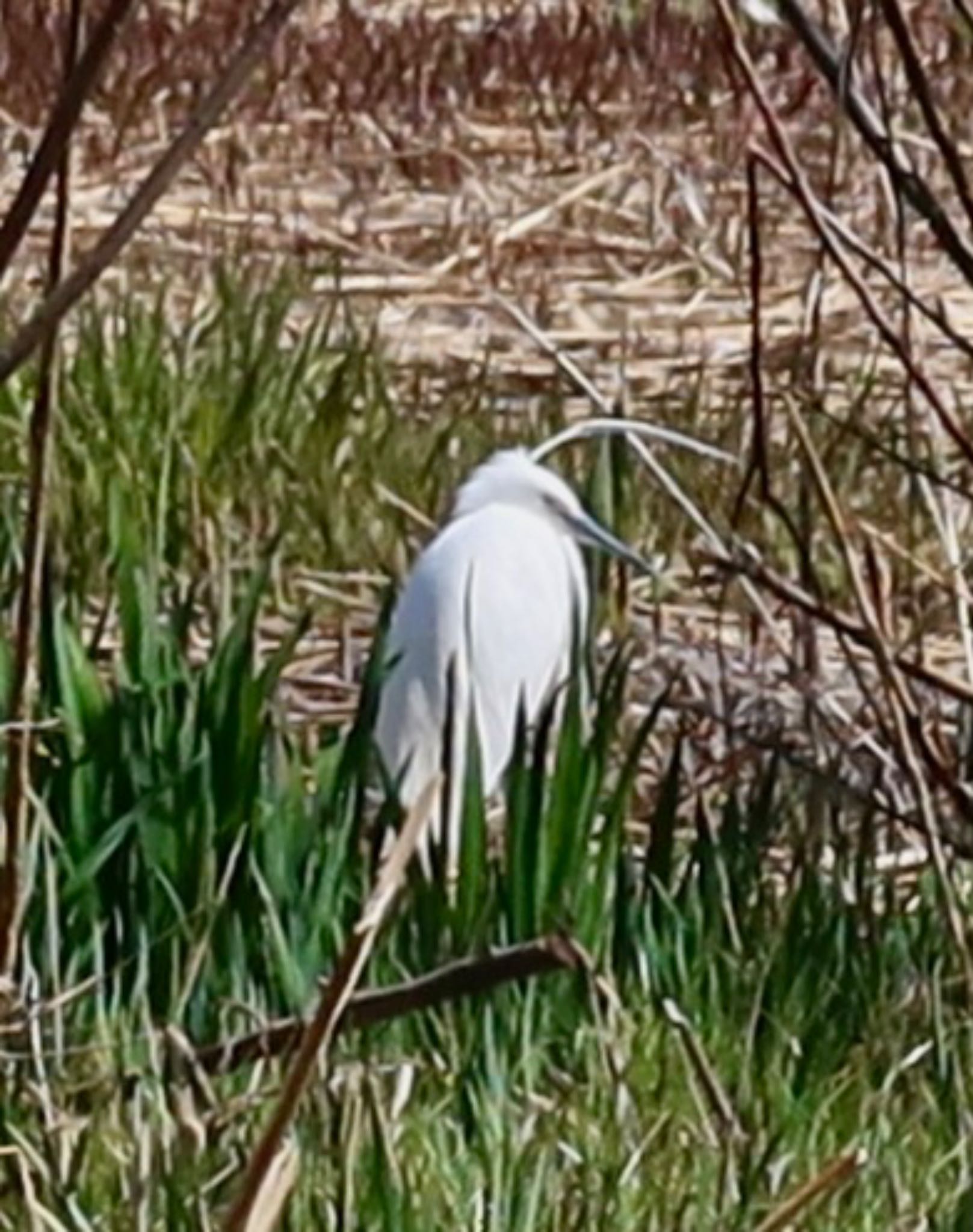 Photo of Little Egret at 長津川ふれあい広場 by ひこうき雲