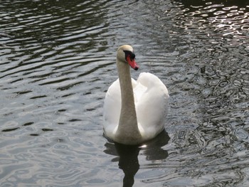 Mute Swan 荒川自然公園 Sun, 3/17/2024