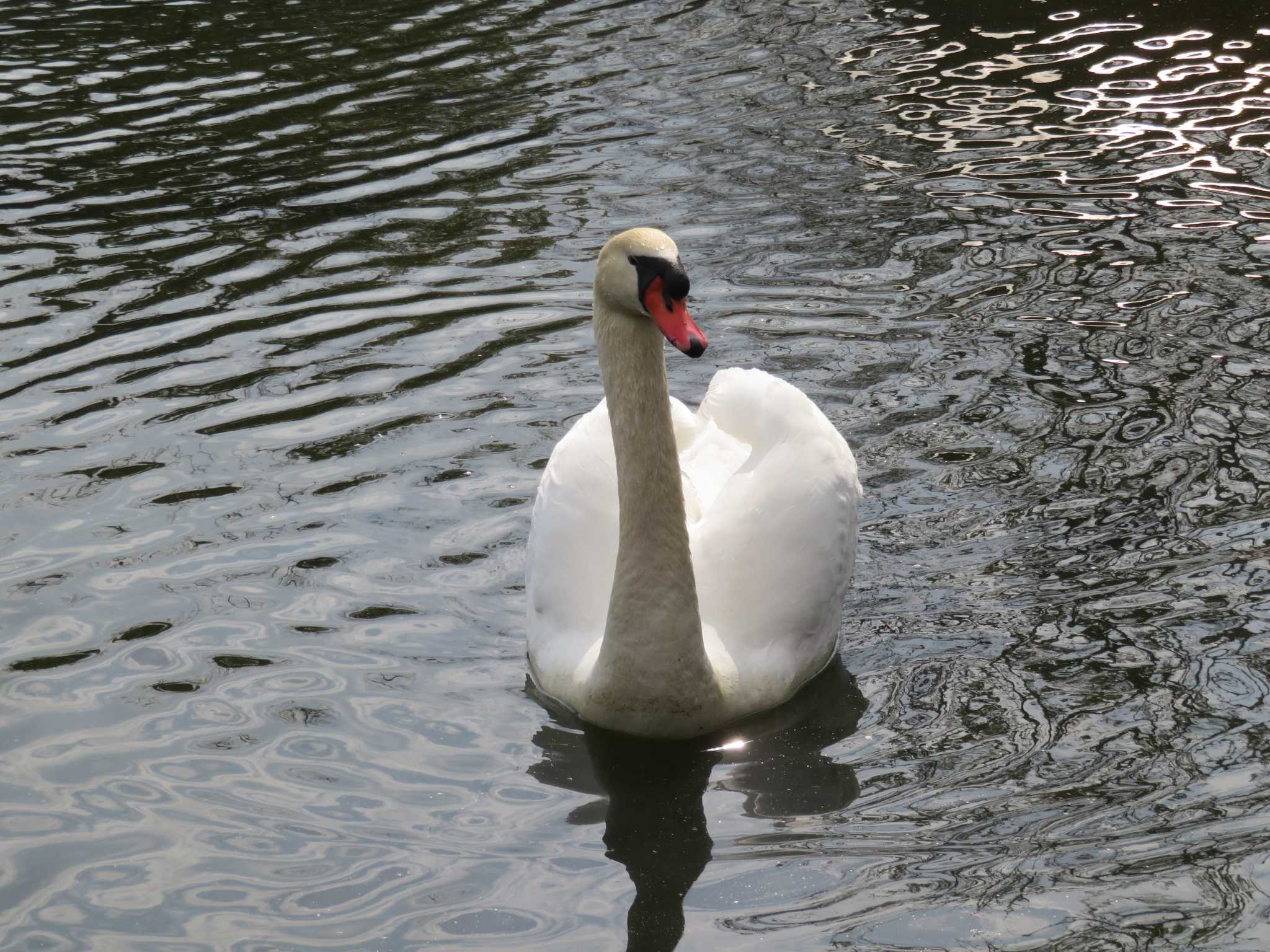 Photo of Mute Swan at 荒川自然公園 by スルタン