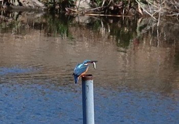 Common Kingfisher 長津川ふれあい広場 Wed, 3/27/2024