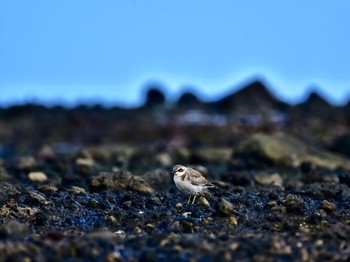 Siberian Sand Plover 静岡県下田市板戸浜 Sat, 9/8/2018