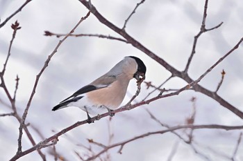 Eurasian Bullfinch(rosacea) Makomanai Park Thu, 3/21/2024