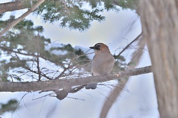 Eurasian Jay(brandtii) Makomanai Park Thu, 3/21/2024