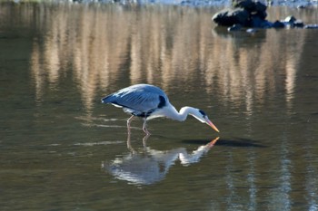 Grey Heron Kasai Rinkai Park Thu, 1/25/2024