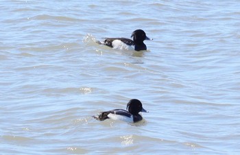 Tufted Duck Fujimae Tidal Flat Wed, 3/27/2024